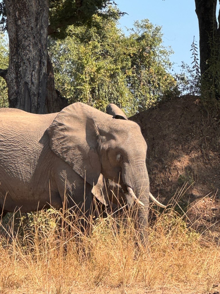 Image of elephant in a feild
