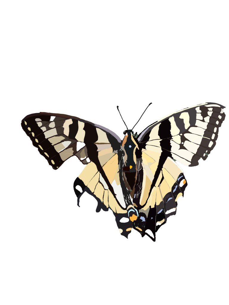 Butterfly_black_and_yellow_white_background