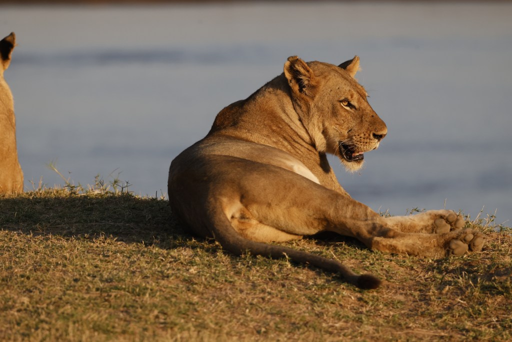 One lion on a riverbank