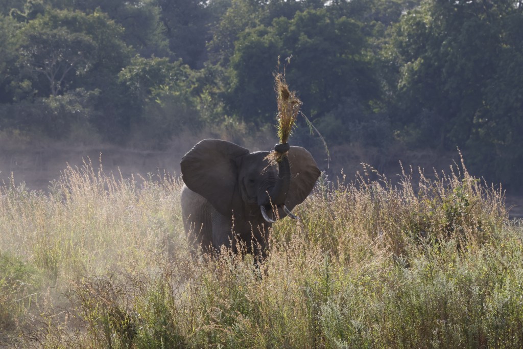 Image of baby elephant holding up some grass in its trunk