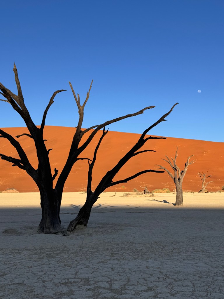 Red sand with bright blue sky and a dark tree