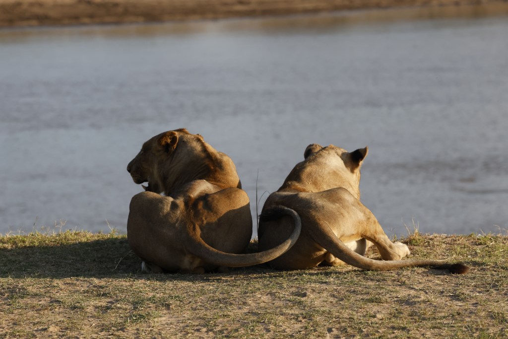 Two lions sitting on the riverbank